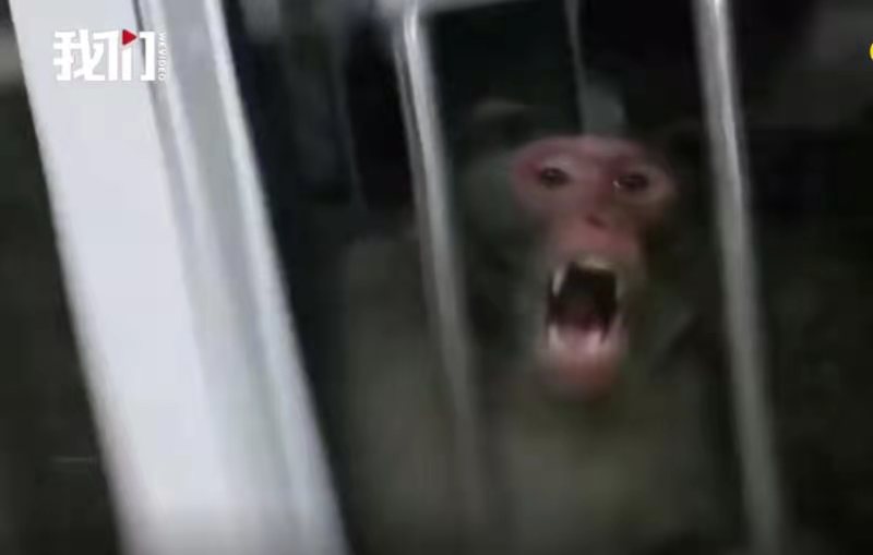  一只猴子隔窗向人发起攻击。