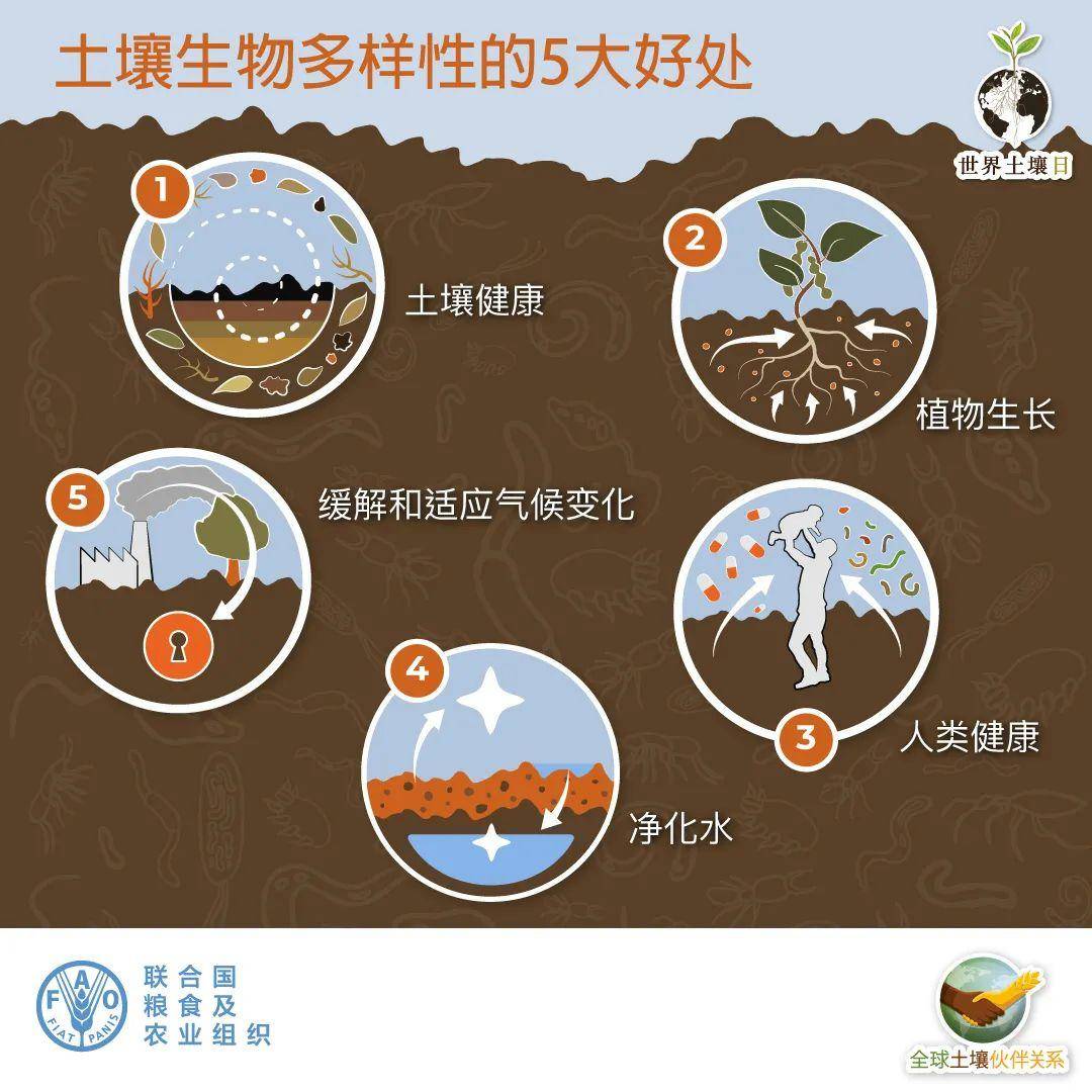 土壤生物作为农业生产,医药卫生和环境保护等领域的核心生物资源之一