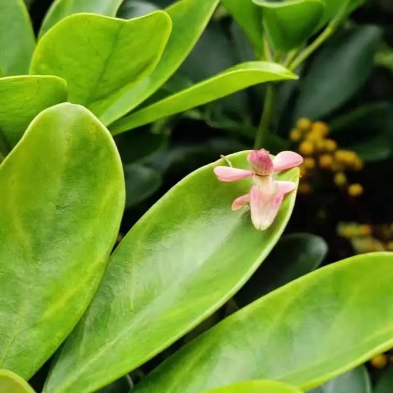 惊现 兰花螳螂 你以为是一朵娇美的兰花 但它却是昆虫界最利落的杀手 新浪新闻