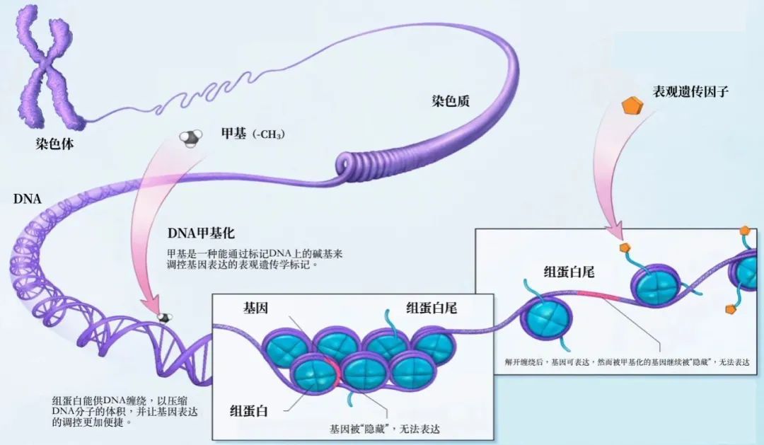 逆转衰老,攻克失明!《自然》《科学》两文连发