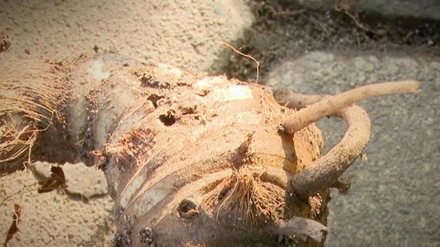 "感觉要窒息了"!男子挖出大个"芋头"咬了一口险丧命