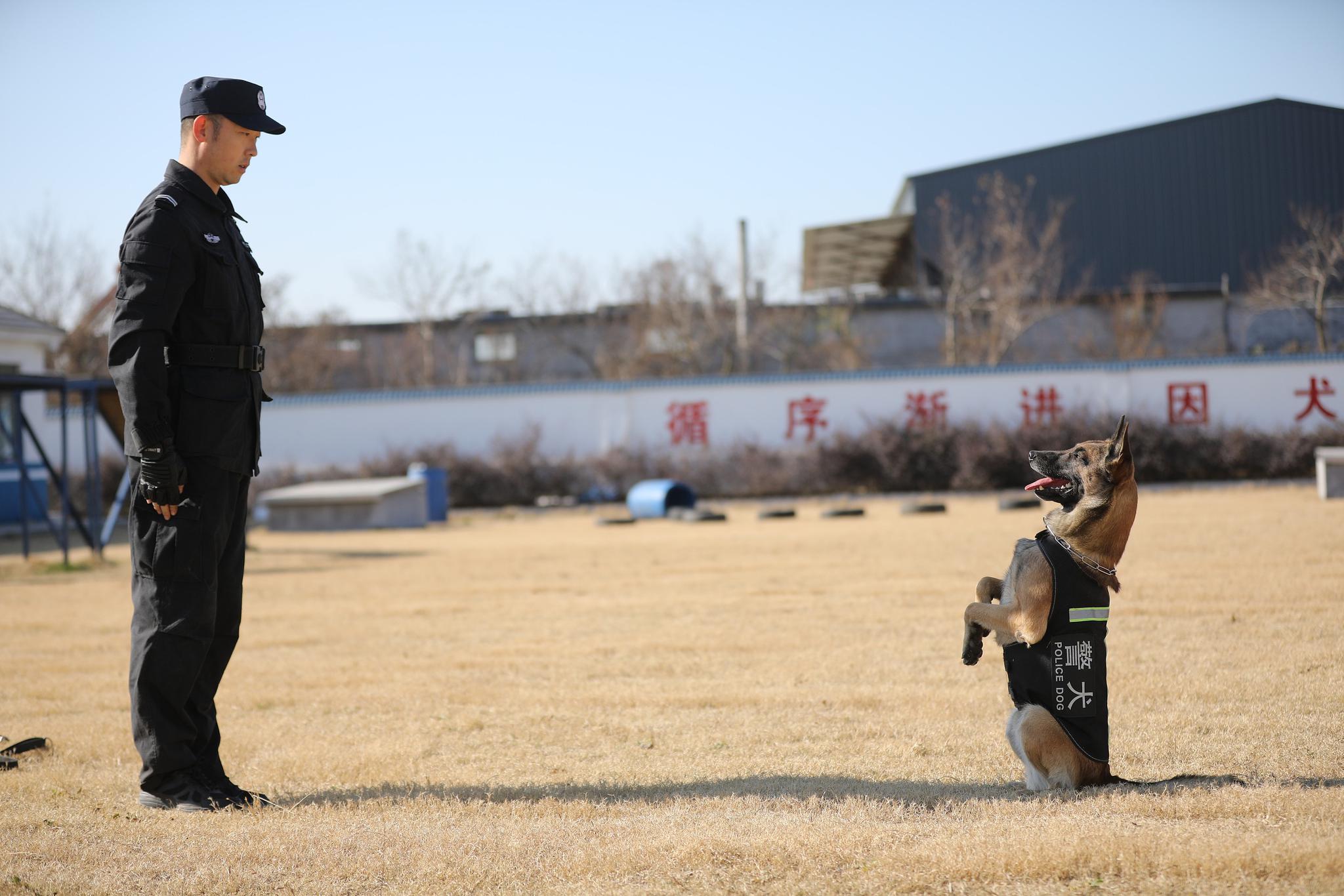 山东日照:"神犬奇兵" 冬季练兵|警犬_新浪新闻