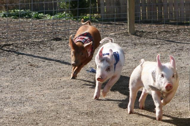 小猪快跑——英国两头家猪在运输途中跳车逃跑,两天后才被抓获