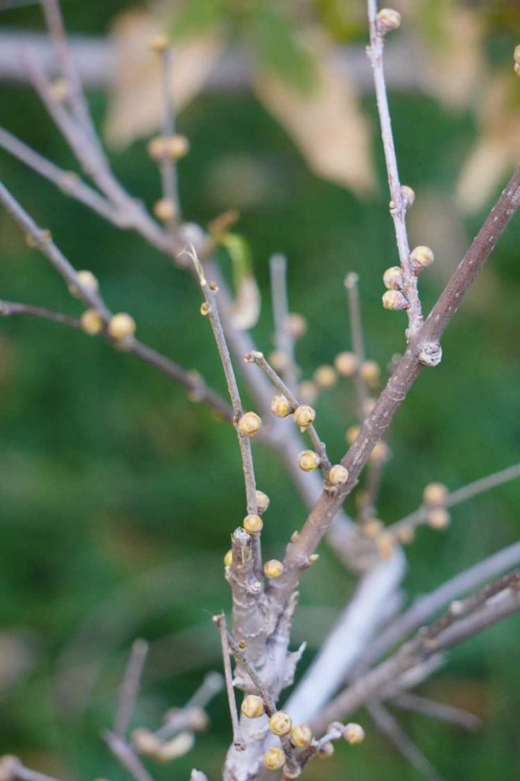 情报站|静待花开! 大明湖畔腊梅的花苞已窜出枝头,静待春天