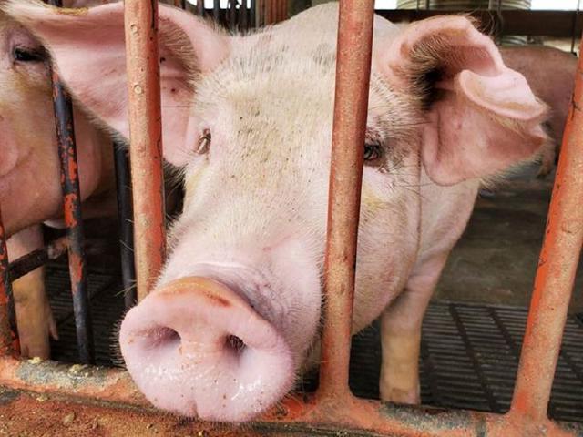 台中市长卢秀燕:"从源头把关"|台湾|民进党|台中_新浪新闻