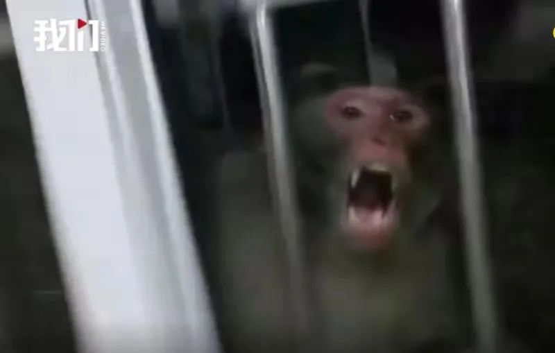 ▲一只猴子隔窗向人发起攻击。