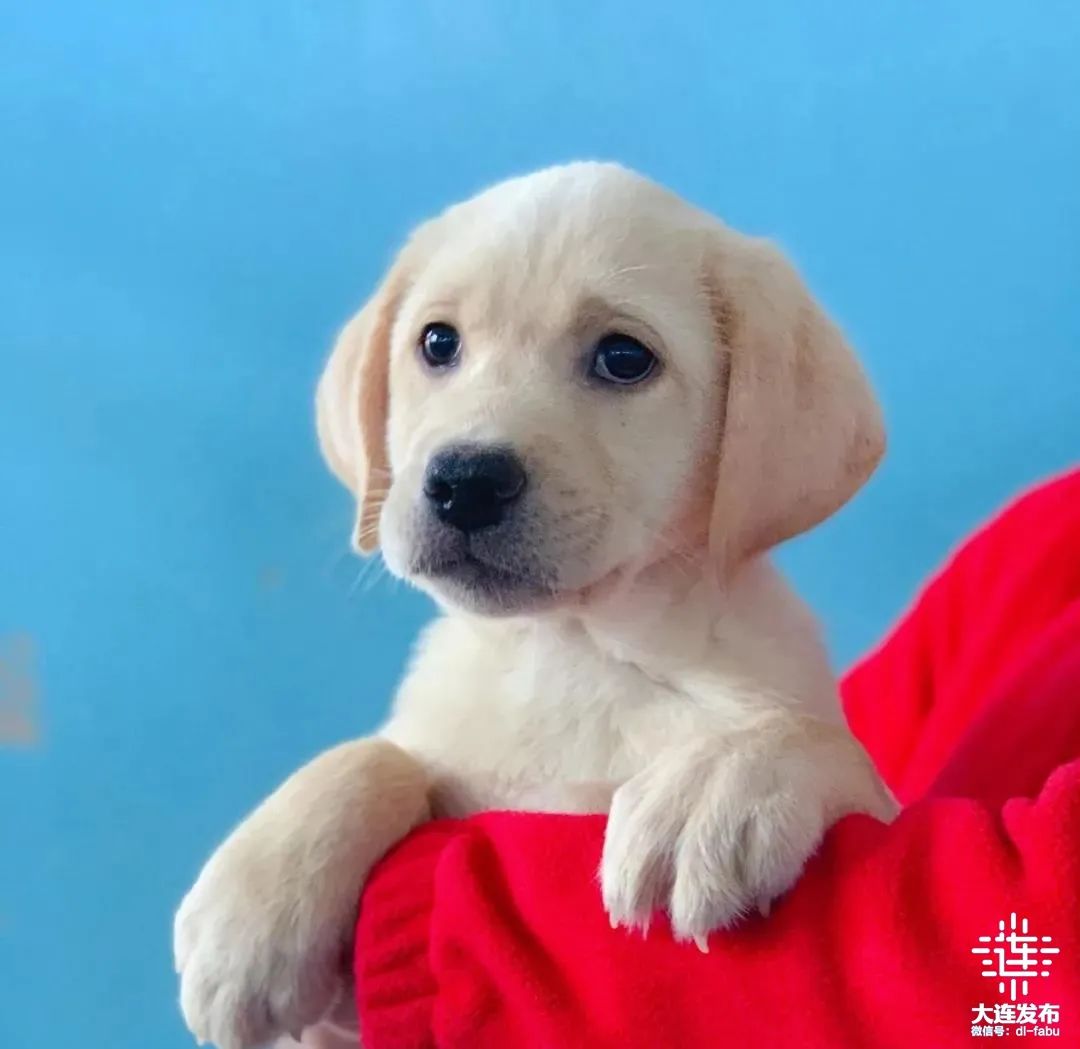 求寄养!14只导盲犬幼犬