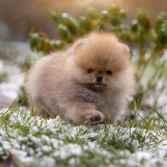 狗勾就是世上最可爱的!