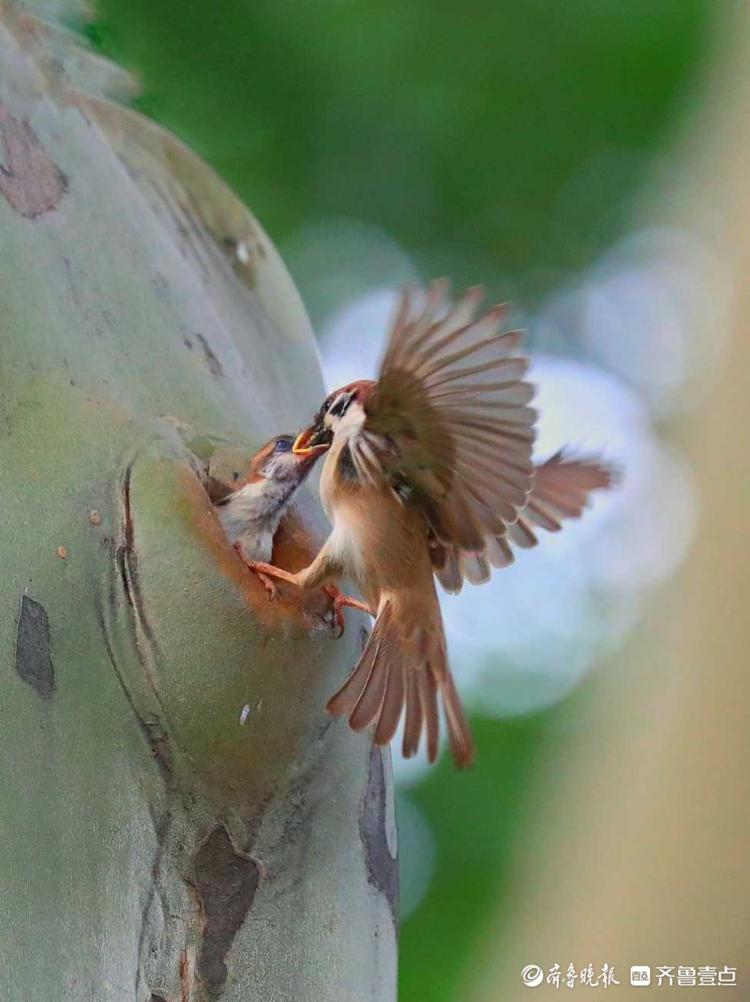 山麻雀幼鸟吃什么图片