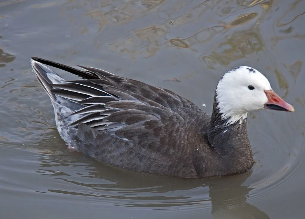 一千万只鹅,有多少战斗力?|北极|雁|北极狐_新浪新闻