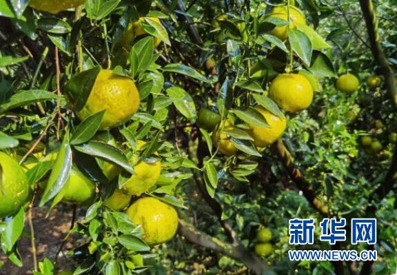 新会陈皮产区排名_新会陈皮|千亩柑源产区开放预售