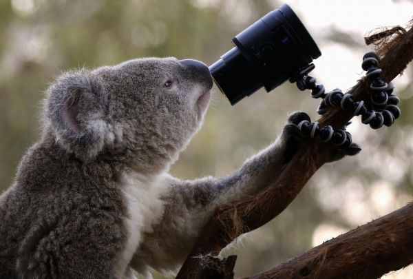 在澳大利亚悉尼的野生动物园，一只考拉坐在树上看着相机“自拍”。（新华社）