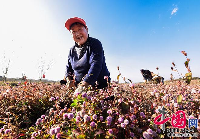 新法村的村民正在采收头花蓼。杨良强 摄