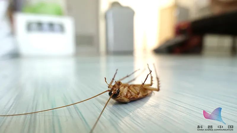 一年孕育10万只打不死的小强究竟有多强看完整个人都不好了