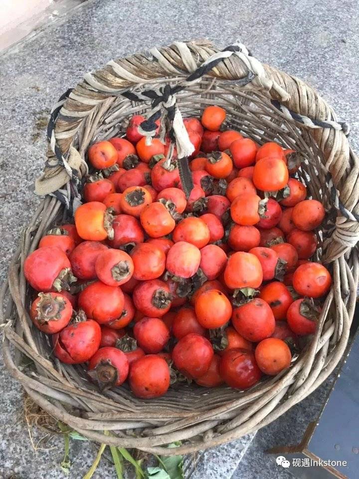 大雪雪映红柿想起娘暖的柿子的香甜才懂得那些年娘的辛酸