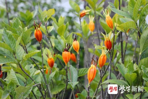 栀子花结果你见过吗?