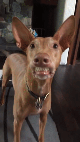 当狗狗的嘴皮被牙齿卡住……能忍住不笑算我输!|狗_新浪新闻