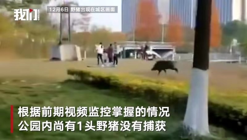 12月6日,野猪在芜湖市区出没。我们视频截图