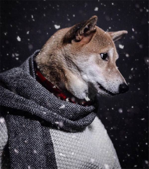 年仅四岁月入十万这只日本柴犬人称狗中仲基它是真正的狗中富贵花