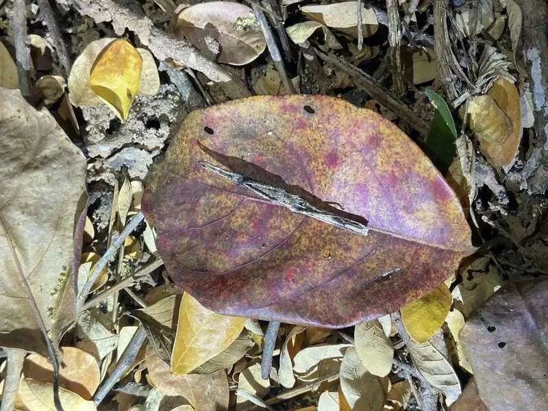 装死的竹节虫.张文凌 摄