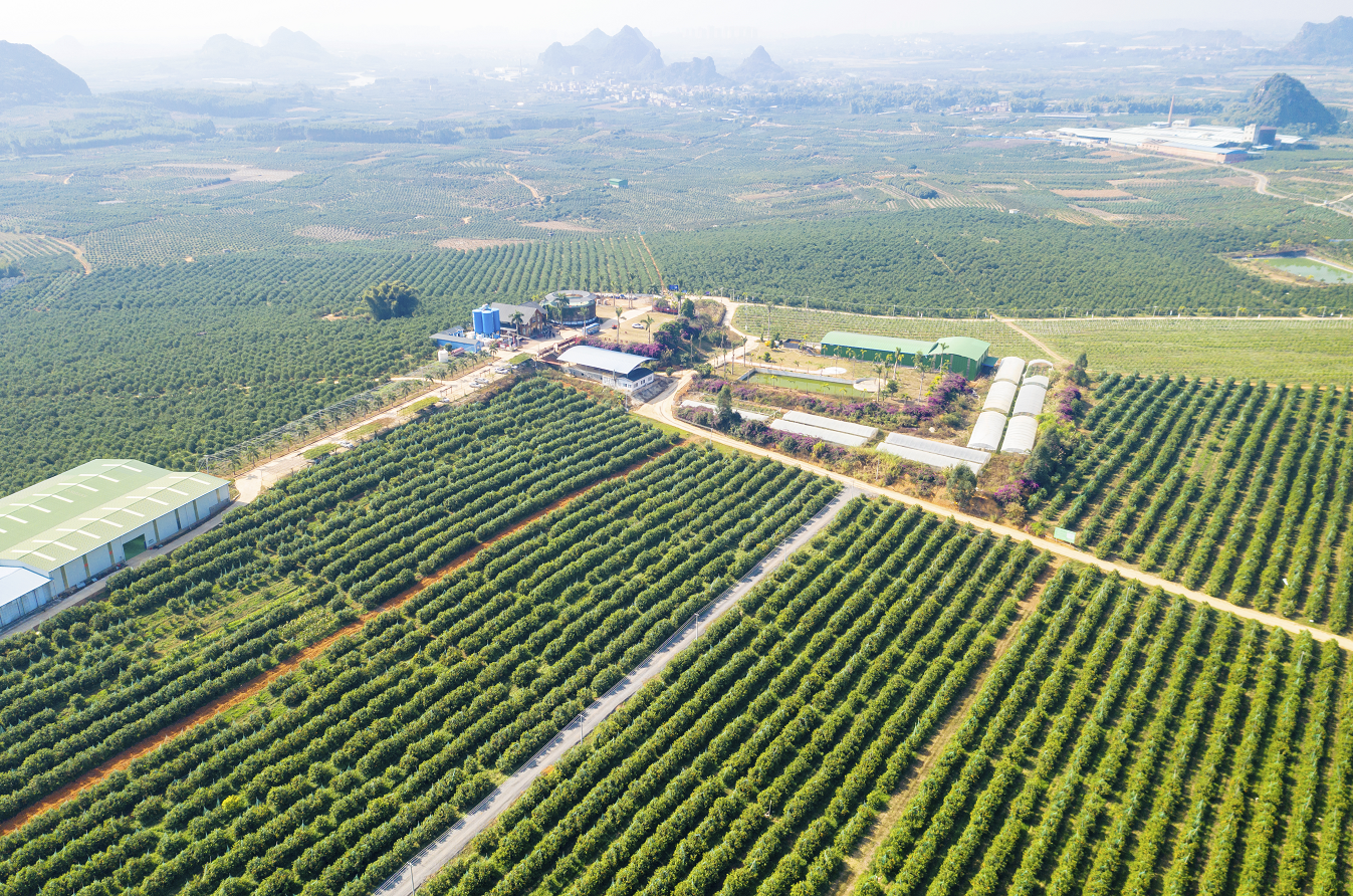 武鸣46万亩沃柑产值将达100亿元