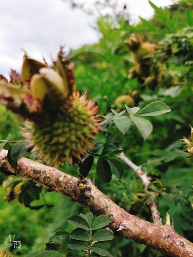 刺梨如何栽培刺梨栽培的管理方法