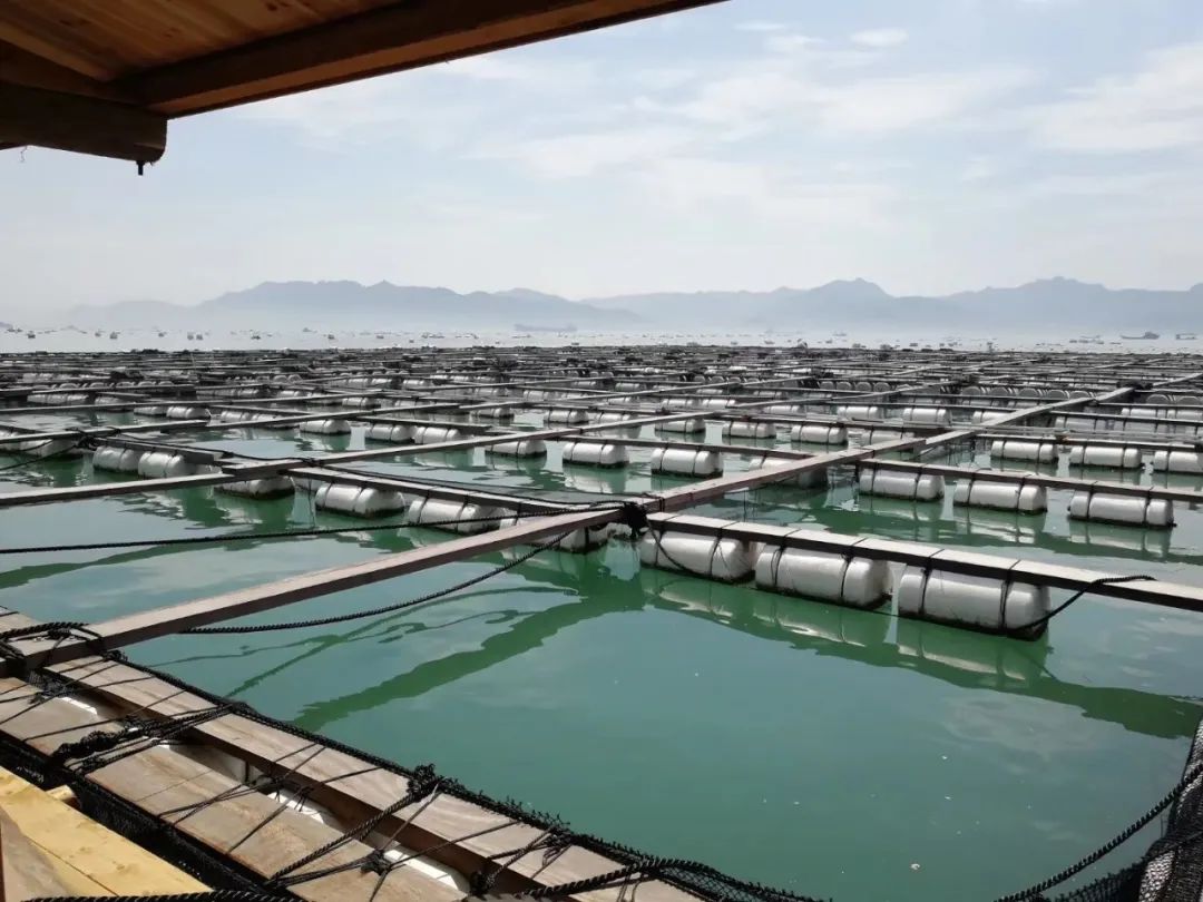 新渔排当地的养殖户和渔业企业,合作社若想申请补贴,需要满足相关标准