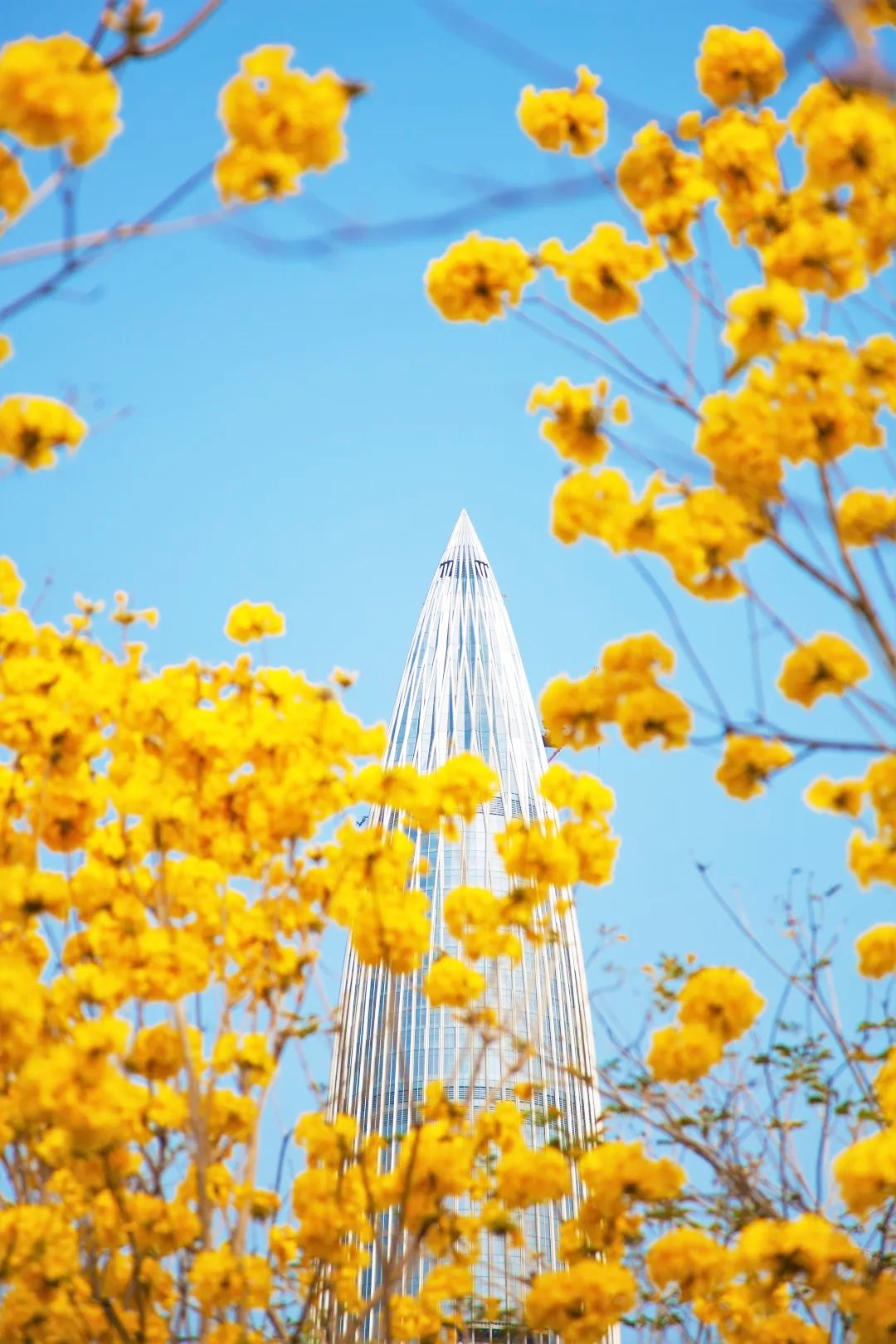 百花争艳,醉美深圳春天!一起来云赏花吧!