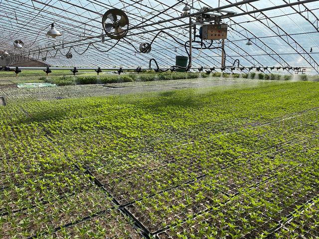 北京市现有蔬菜生产中大约有70%的蔬菜品种需要育苗,预计2020年需苗量