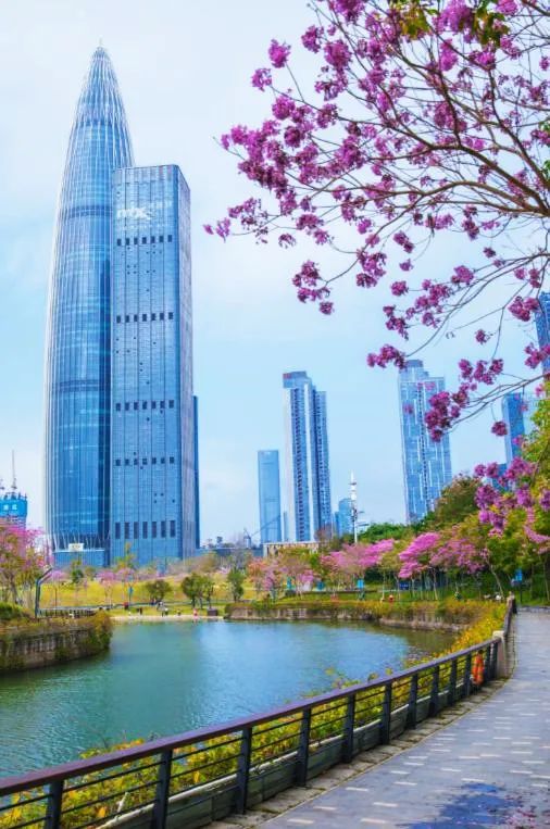 图:美丽深圳找到一个好角度让满树繁花与深圳地标"春笋"碰撞在一起相