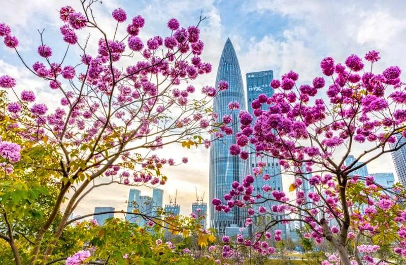 百花争艳醉美深圳春天一起来云赏花吧