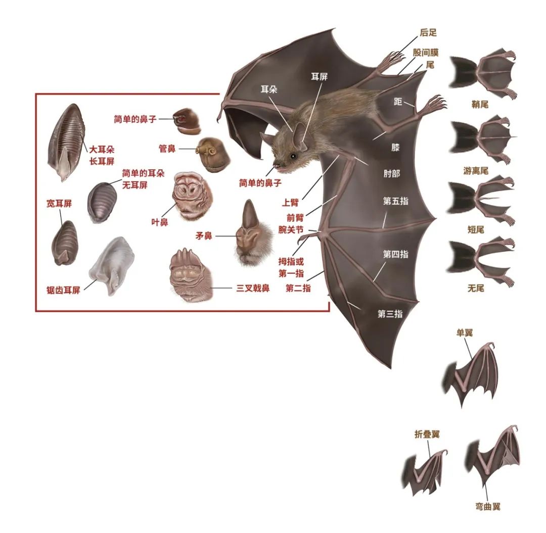 大部分蝙蝠是夜行性昆虫的主要捕食者,—些种类的蝙蝠还是植物授粉者
