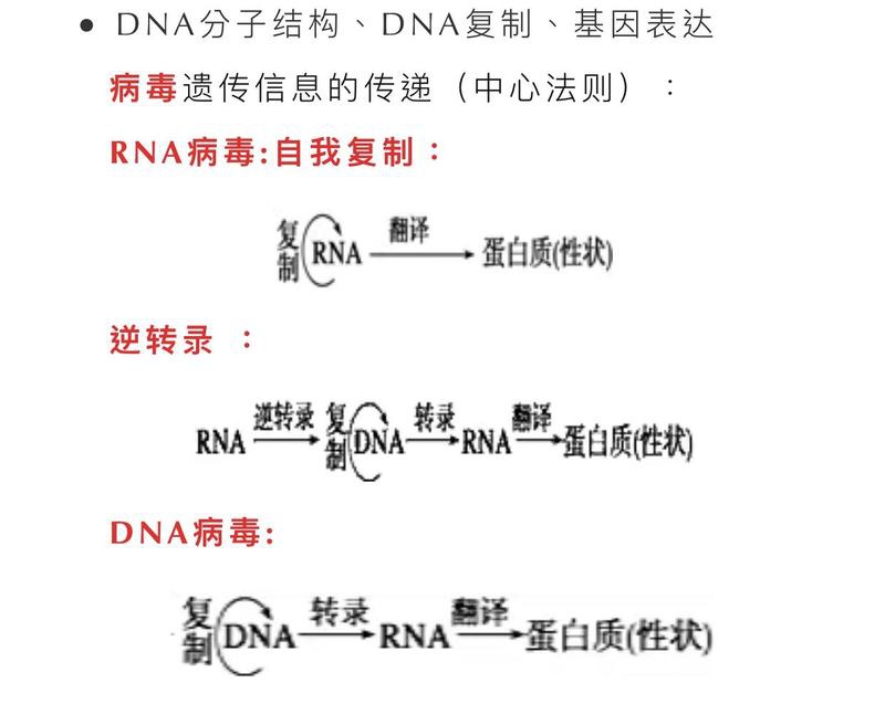 病毒遗传信息的传递(中心法则):dna分子结构,dna复制,基因表达关注