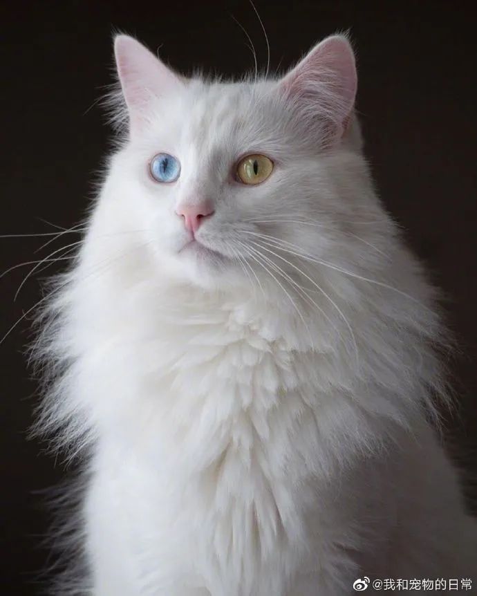 猫为什么可以长的这么好看!这个鸳鸯眼绝了!