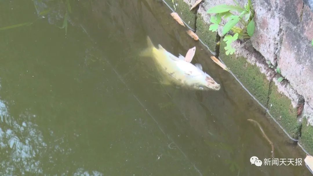 一夜之间,乐山一养殖户喂养的数千斤鱼突然"翻白肚",啥原因?