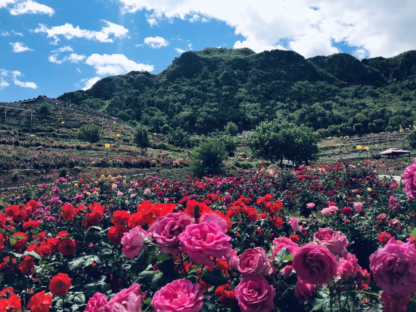 北京蔡家洼玫瑰园