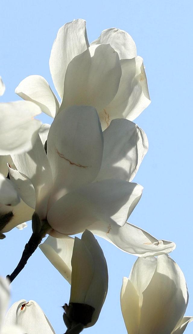 韩国庆尚南道春意浓蓝天下木莲花悄然绽放