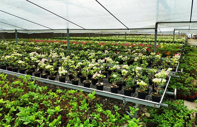 该公司在千灯的花卉基地面积共10万平方米,主要种植的花卉品种达10多