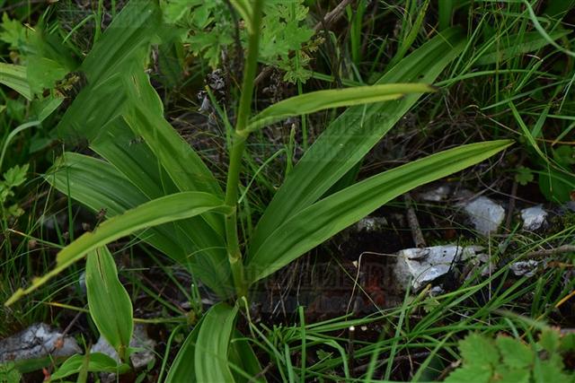 小天蒜见过吗有毒能活血散瘀止血镇痛
