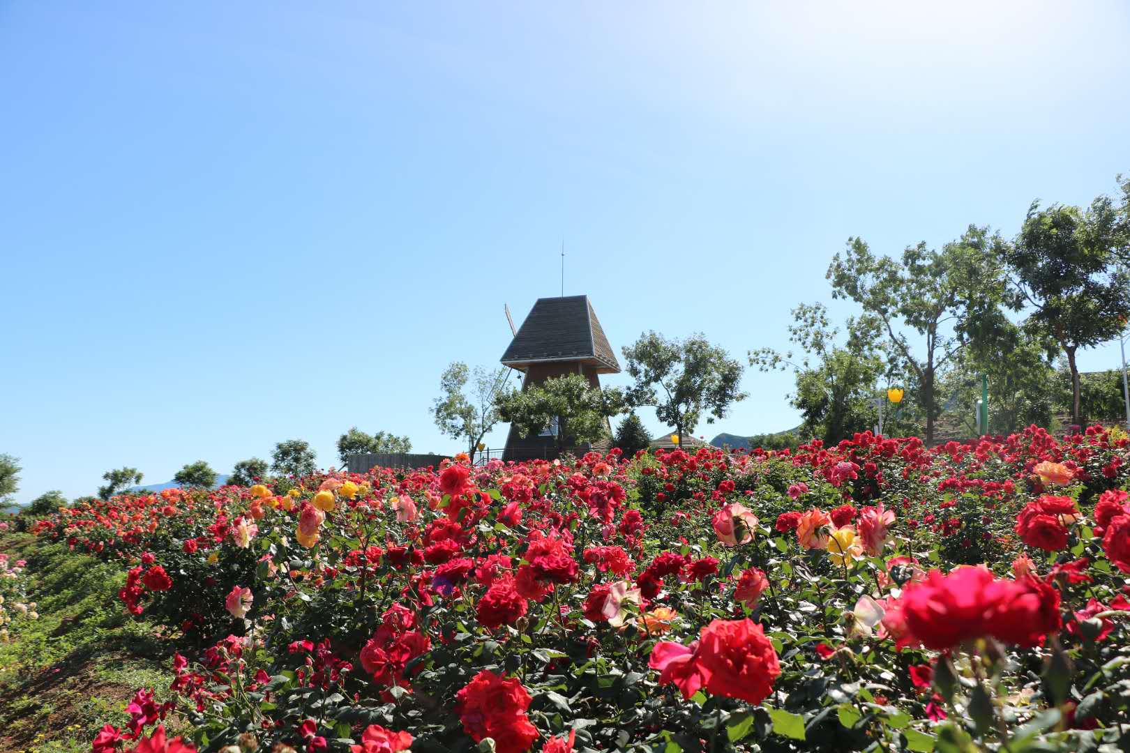 北京蔡家洼玫瑰园