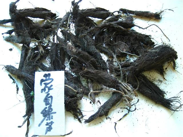 小天蒜见过吗有毒能活血散瘀止血镇痛