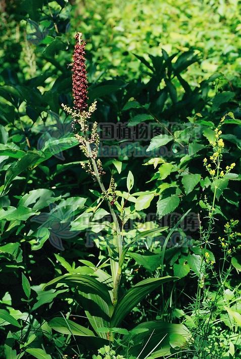 藜芦见过吗有毒能祛痰催吐杀虫