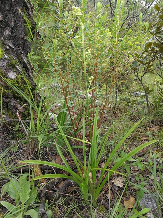 小天蒜见过吗有毒能活血散瘀止血镇痛