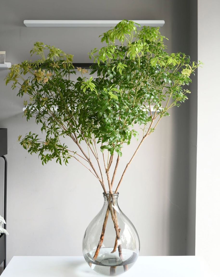 马醉木吊钟插水里就能活一个月的当红懒人植物了解一下