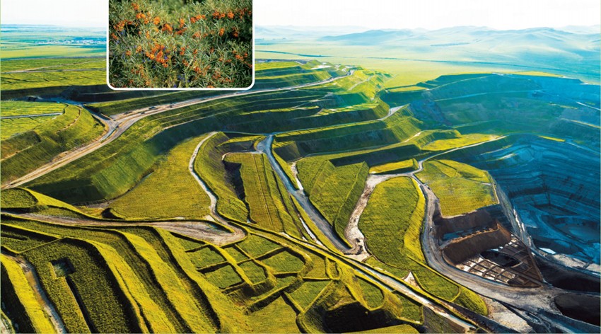 蒙草助力草原煤城霍林郭勒生态修复让矿山实现可持续的绿