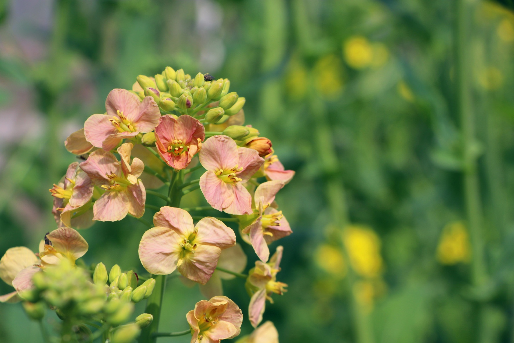 扬州选育彩色油菜花打造多彩花田