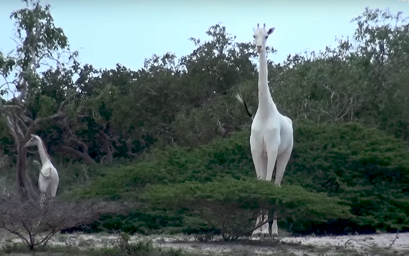 检查了遗骸后,管理局官员表示两只白色长颈鹿至少已经死亡了四个月