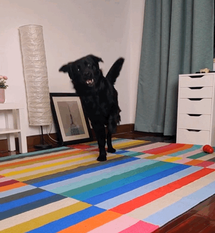 by抖音/佛系狗狗小黑熊治愈系的:可爱的柴柴喝完水之后一脸满足随即