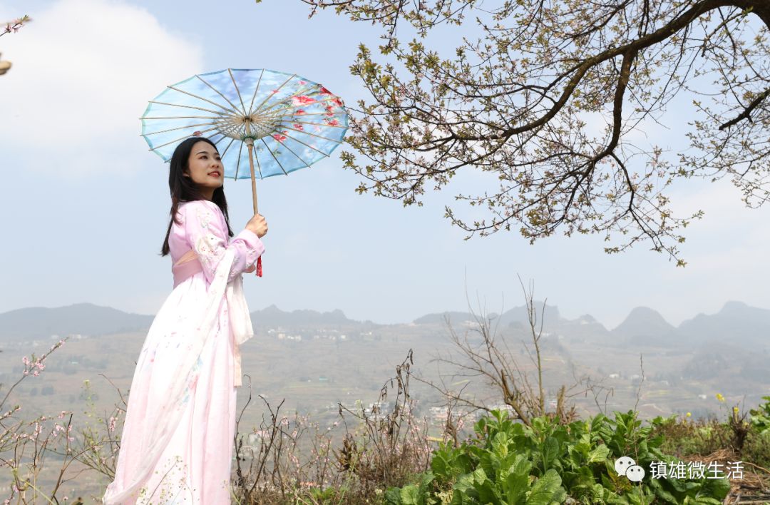 图集春回大地看镇雄五德百花争艳