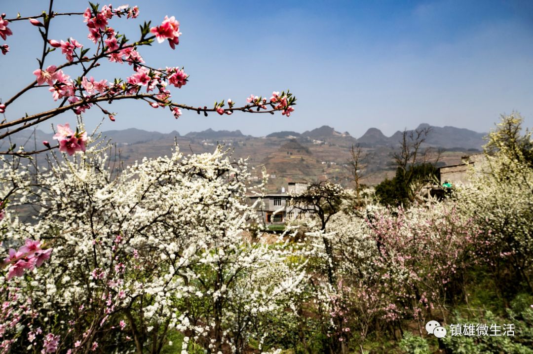 图集春回大地看镇雄五德百花争艳